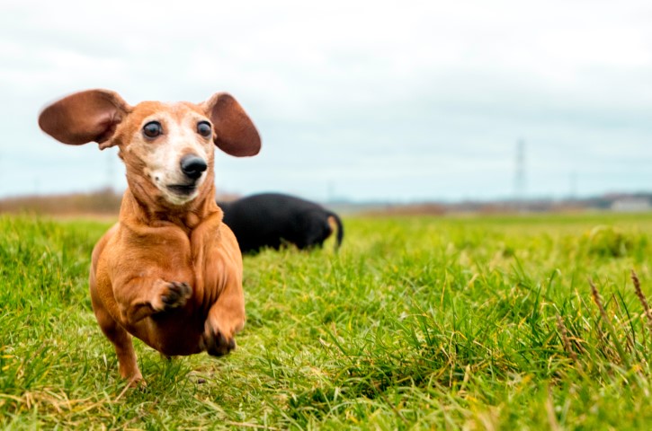weterynarz łódź najlepszy
