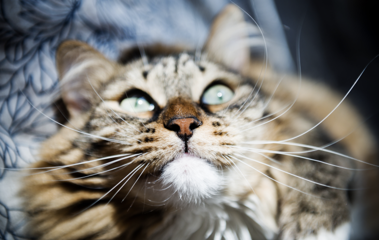 immunoterapia weterynarz łódź