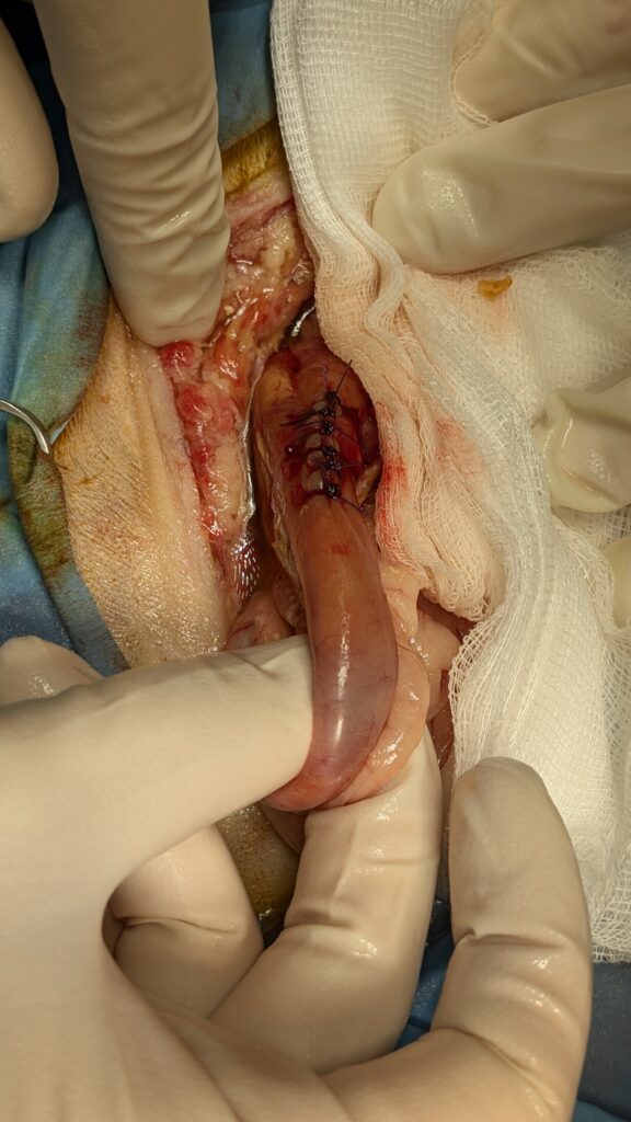 Zabieg chirurgiczny stentowanie dróg żółciowych u kota