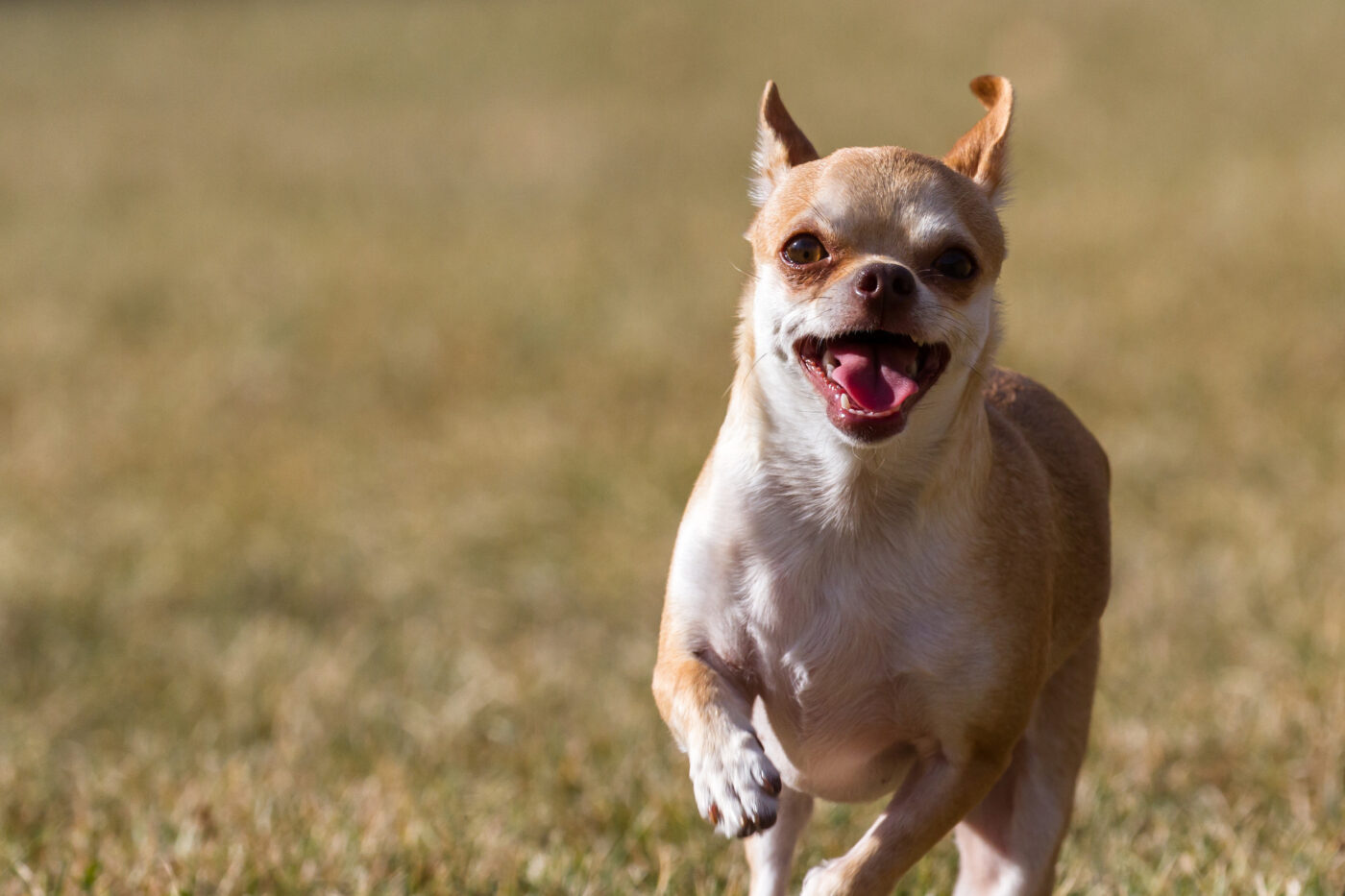 Radosny chihuahua biegnący po trawie