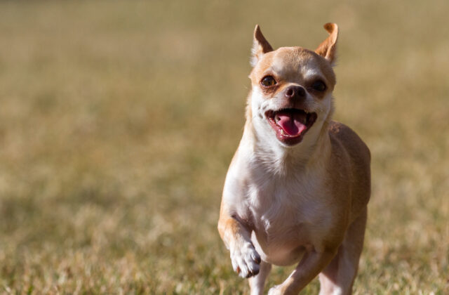 Radosny chihuahua biegnący po trawie