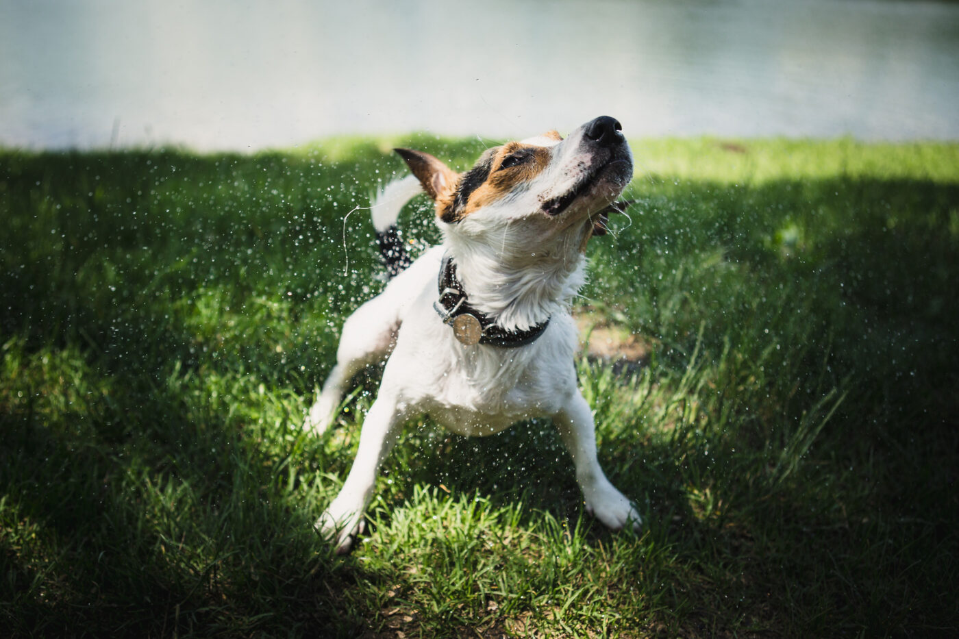 Jack Russell terrier otrząsający się z wody na trawie