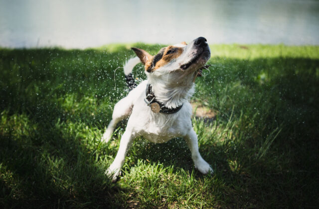 Jack Russell terrier otrząsający się z wody na trawie